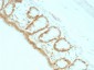  p27Kip1 (Mitotic Inhibitor/Suppressor Protein) Antibody - With BSA and Azide